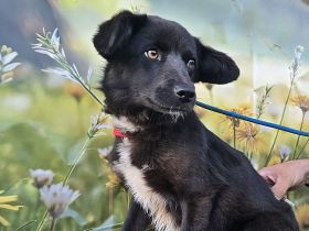 Sera, lieb aber noch etwas schüchtern