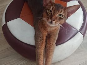 Abissinier Kater jung und dynamisch
