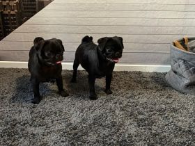 Mops Welpen Reinrassig