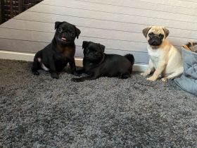 Mops Welpen Reinrassig