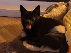 Süßer Chihuahua rüde sucht liebevolles Zuhause