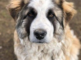 Traumhund Dante sucht Zuhause