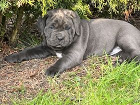 Reinrassige Cane Corso Welpen