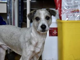 Schüchterner und liebenswerter Tibor sucht ruhiges Zuhause