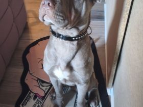 🐾Shar-Pei Rüde sucht dringend liebevolles Zuhause🐾