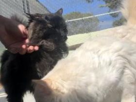 Copito und Muffy, ca. 2 und 13 Jahre alt