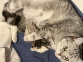 BKH Kitten suchen für immer Zuhause