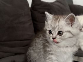 2 BKH Kitten suchen für immer Zuhause