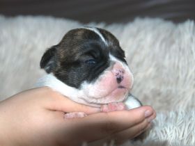 Bulldogs vom Zwieseltal - English Bulldog Alternativ