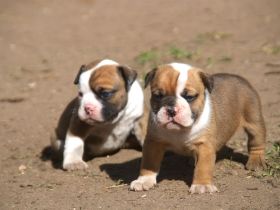 Bulldogs vom Zwieseltal - English Bulldog Alternativ
