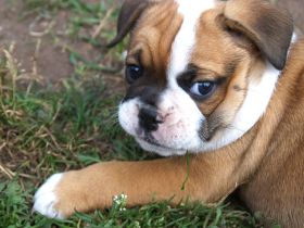 Bulldogs vom Zwieseltal - English Bulldog Alternativ
