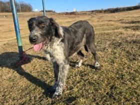 Asha - kinderliebe Sonnenschein-Hündin sucht ihre Familie