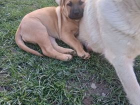 Labradormischlingwelpe