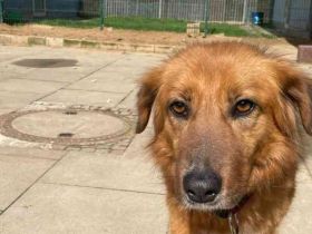 Lea, Mischling, geb. 2011, will noch viel lernen