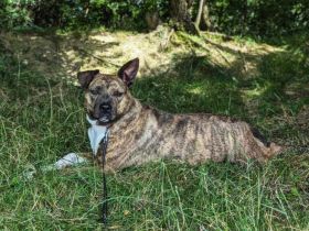 Chihiro sucht ein Zuhause