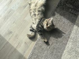 ❤️ Wunderschöne reinrassige BKH-Kitten suchen ein liebevolles Zuhause ❤️