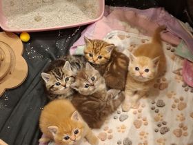 Exklusive reinrassige BKH Kitten