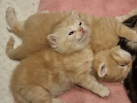 Exklusive reinrassige BKH Kitten