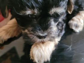 Malteser Bolonka Welpe weiblich ab 24.04 abzugeben