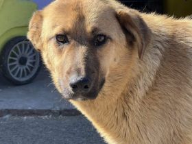 Freundliche und liebenswerte Pila sucht Körbchen