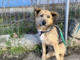 Schüchterner Azaad sucht liebevolles Zuhause