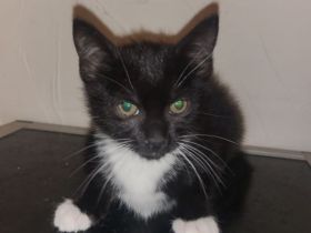 kleiner Kater sucht Familie