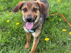 Liebenswerte kleine - Serina