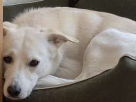 Schenkst du dem hübschen Baku ein Zuhause?