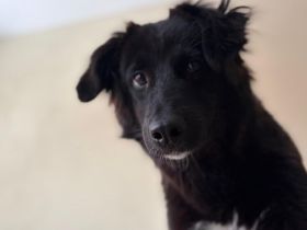 Frieda sucht ein Zuhause mit Hundekumpel