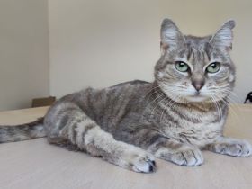 Dringender Notfall: Die querschnittgelähmte Asha braucht ein Zuhause