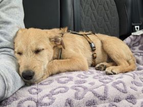 Malia sucht ein ruhiges Zuhause