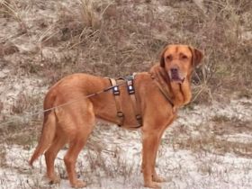 Menschenbezogener Ricky sucht Zuhause