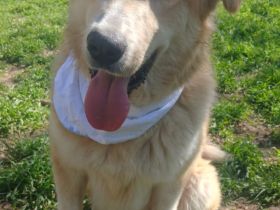 Aria und Ira, 12/24 - 2 Pechvögel auf der Suche nach dem Glück