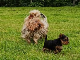 Yorkshire Terrier Welpen – liebevoll aufgezogen, reinrassig, mit Ahnentafel