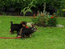 Yorkshire Terrier Welpen – liebevoll aufgezogen, reinrassig, mit Ahnentafel abgabebereit