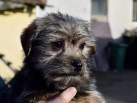 Süß, süßer...Joey