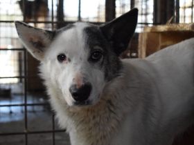 Rika sucht Menschen mit Hundeverstand