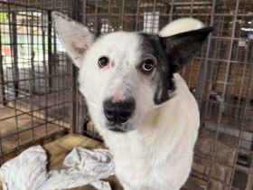 Rika sucht Menschen mit Hundeverstand