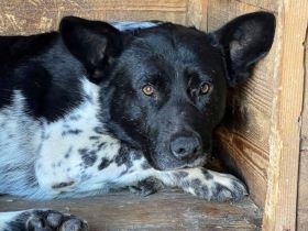 Sayo sucht ein sehr erfahrenes Zuhause