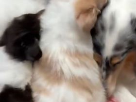 Suche eine Langhaarcollie Hündin in Salbei merle