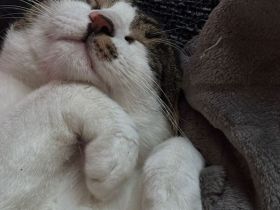 Brüderpaar aus Rettung sucht liebevolles Zuhause