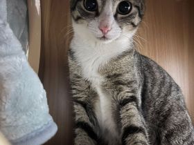 Superliebes Schwesternpaar sucht ihr Forever Home