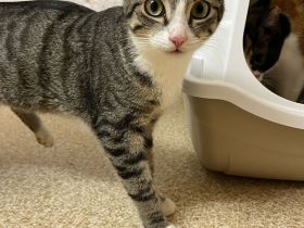 Superliebes Schwesternpaar sucht ihr Forever Home