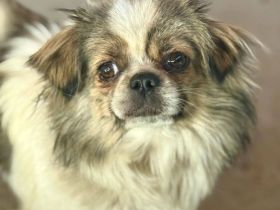 Clee, kleine, süsse Mischlingshündin sucht ihr Glück bei lieben Menschen