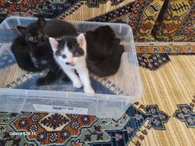 Kitten Katzenbaby katzen baby