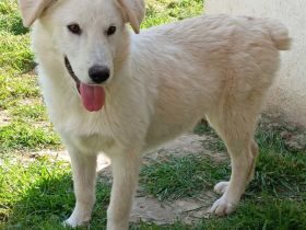 Hündin Rita / derzeit noch in Griechenland