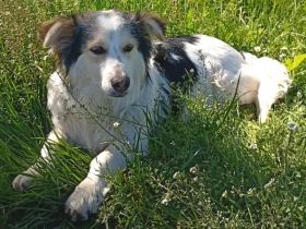 Rüde Theo / derzeit noch in Griechenland