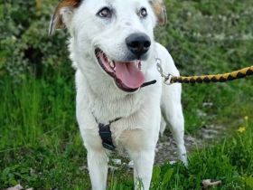 Hündin Suri / derzeit noch in Griechenland