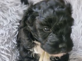 F1 Tibet Doodle Welpen