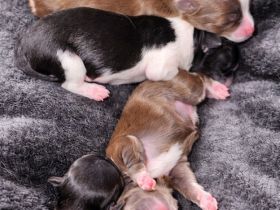 Zuckersüße Chihuahua langhaar Welpen suchen ihr Zuhause